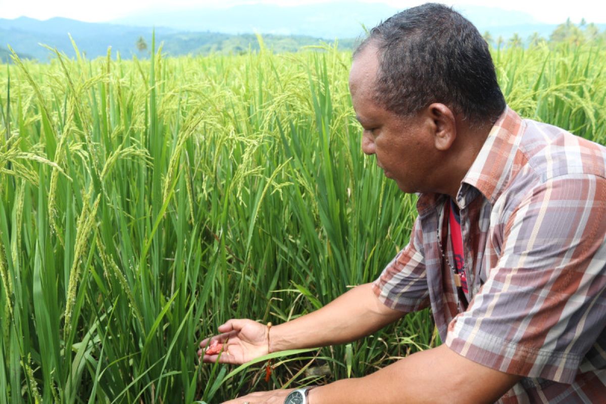 Pemkab Ende imbau petani cerdas sikapi iklim