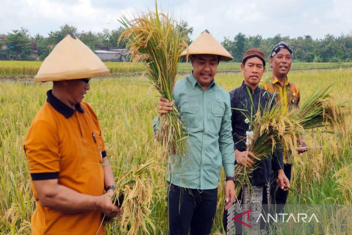 Petani Boyolali panen hasilkan gabah 6,03 ton per ha