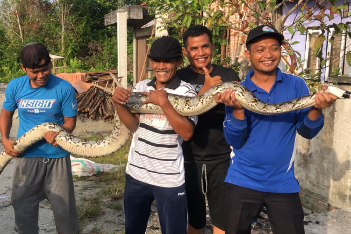 Ular piton sepanjang 5 meter hebohkan warga Rimbo Panjang Kampar