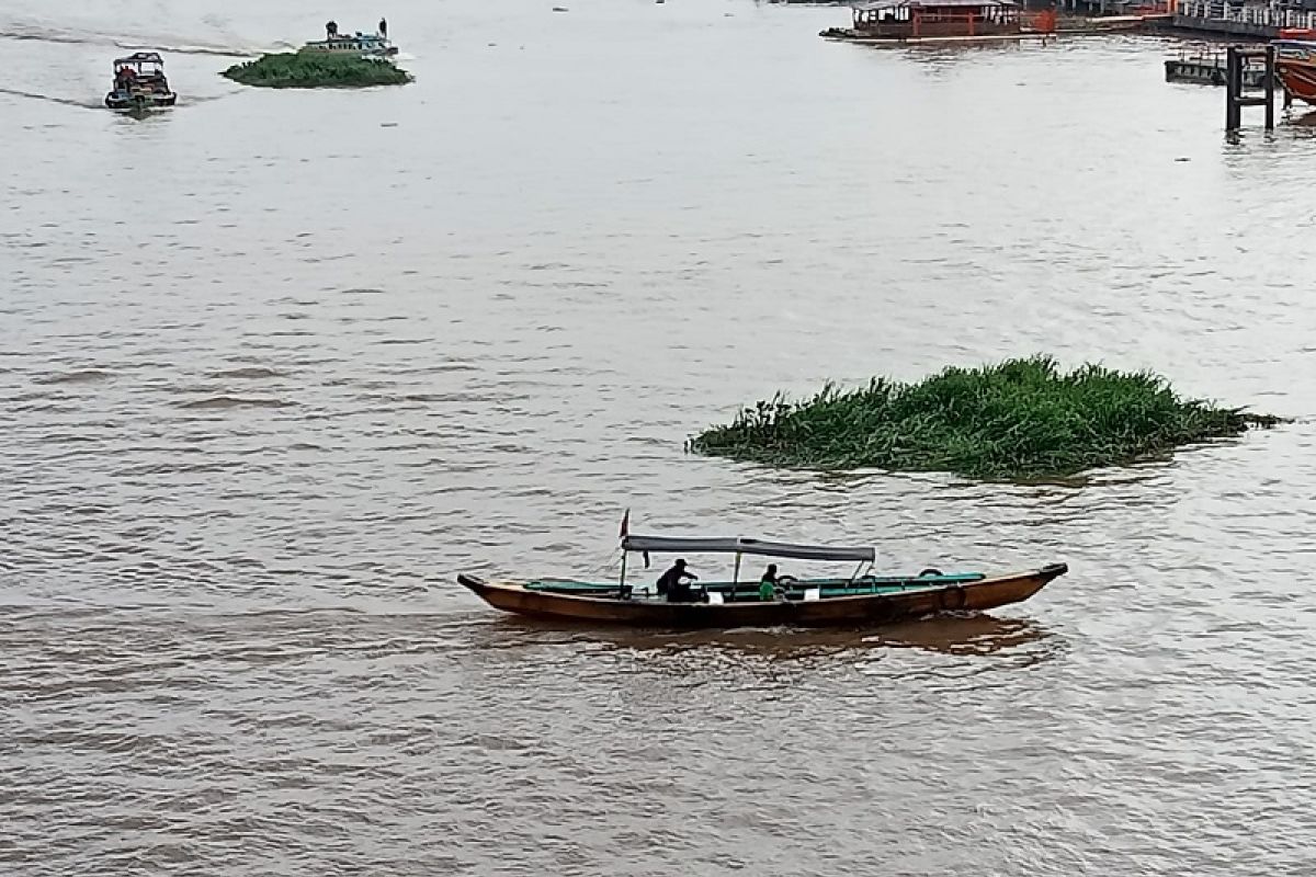 Tumpukan rumput "melaju" di Sungai Musi