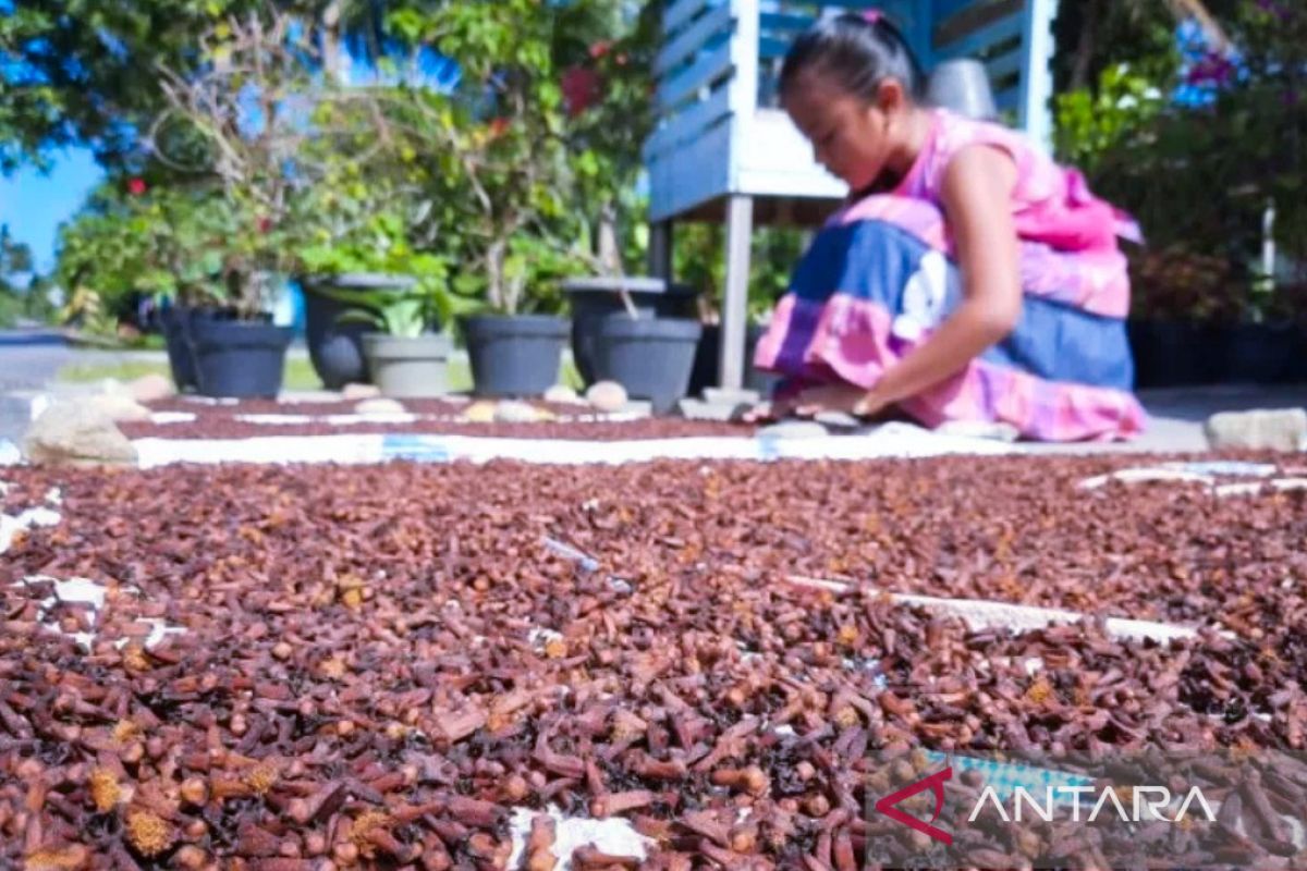 Petani cengkeh di Natuna kesulitan buruh panen