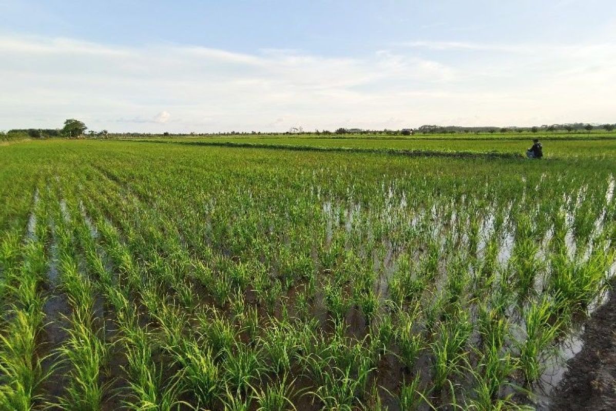 DTPHP Kalteng sebut pengembangan kawasan Food Estate hadapi sejumlah tantangan