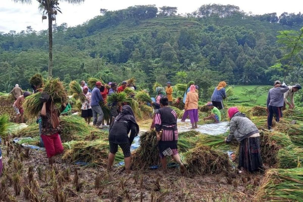 Petani Jember ingin pemerintah revisi harga pembelian pemerintah jelang panen raya