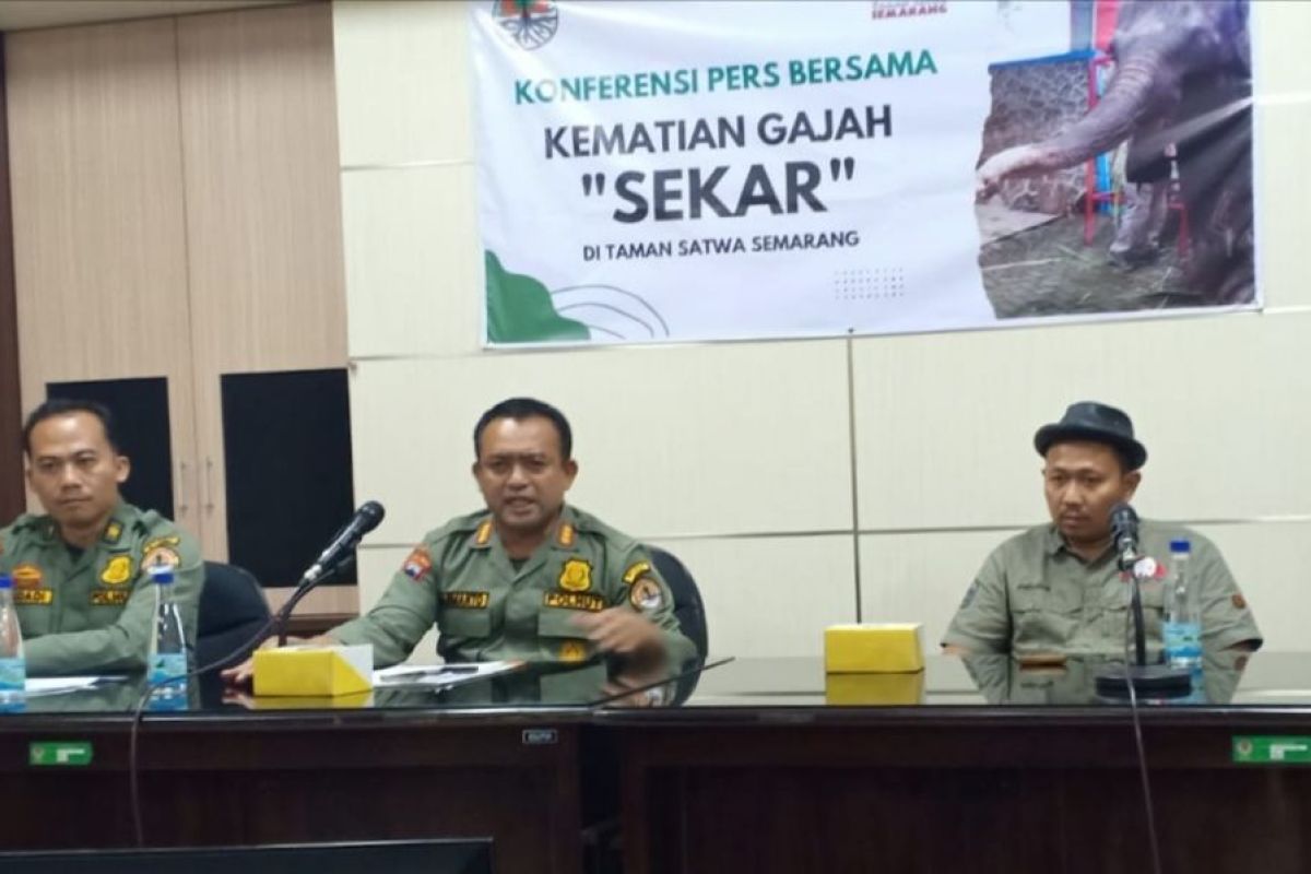 Sekar, gajah betina berusia 67 tahun di Semarang Zoo mati karena sakit