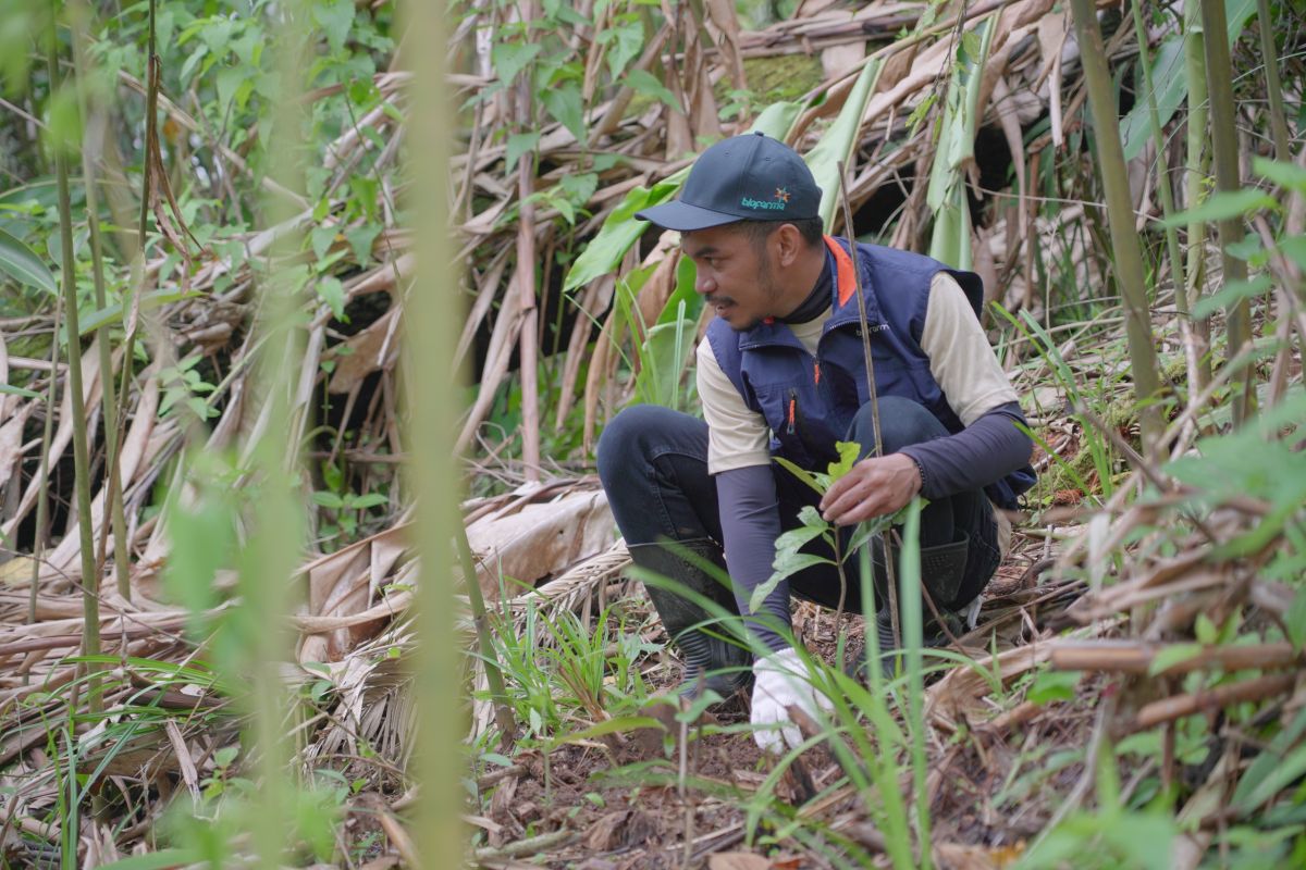 Bio Farma tanam seribu pohon di Gunung Masigit