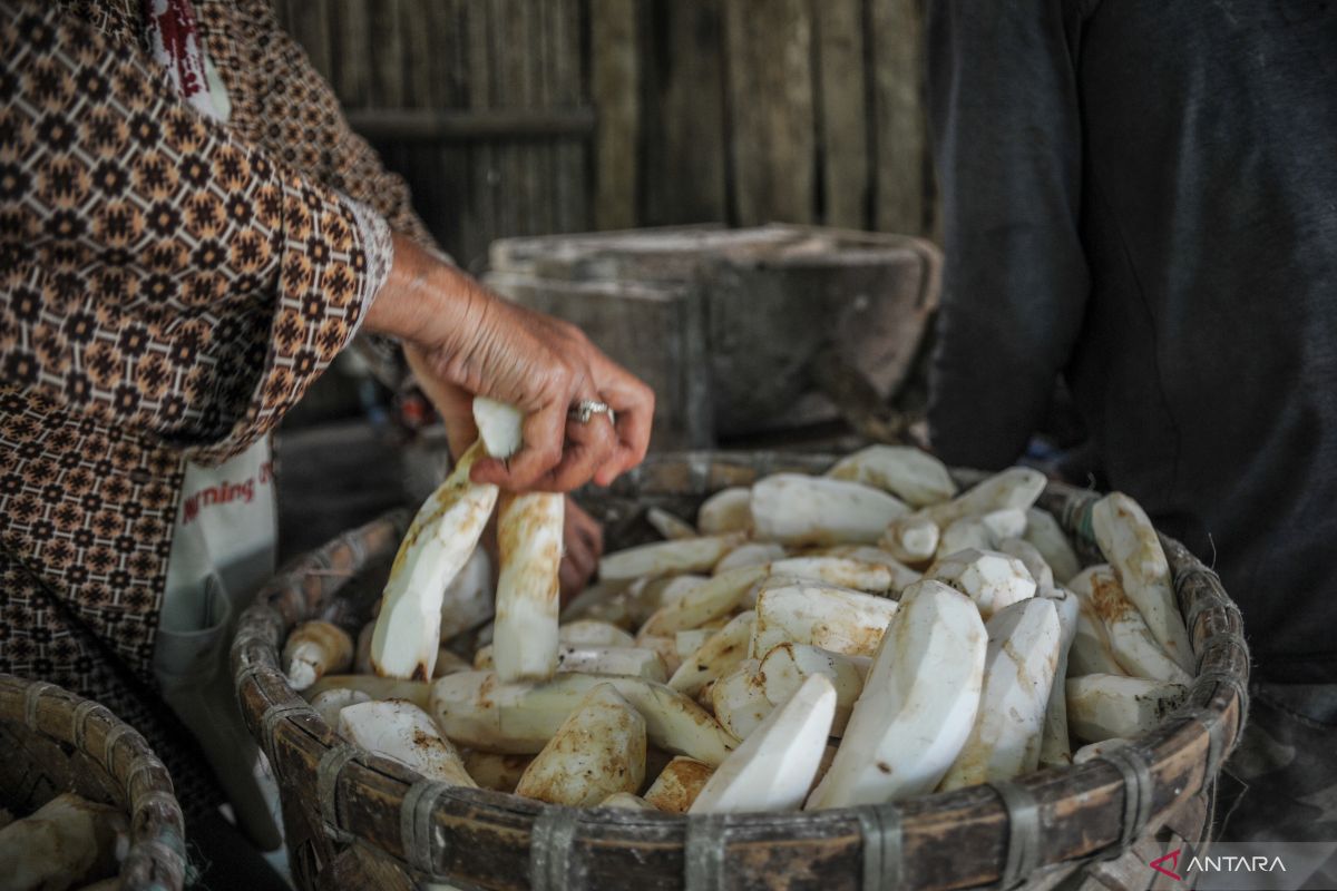 Singkong di Indonesia dibawa dari Peru tahun 1850 oleh pemerintah Kolonial Belanda