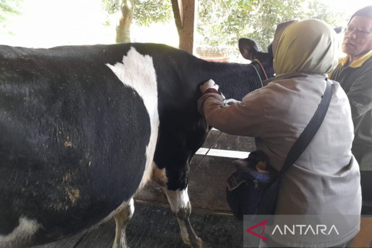 Kota Pekalongan perketat pengawasan lalu lintas hewan ternak