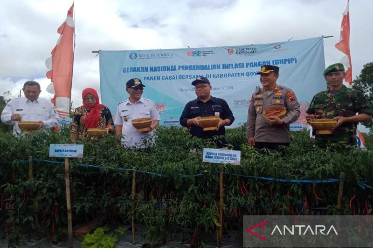 Petani Boyolali panen cabai, dukung gerakan pengendalian inflasi pangan