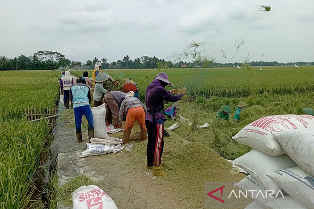 Pakar pertanian Unsoed apresiasi kenaikan HPP gabah dan  beras