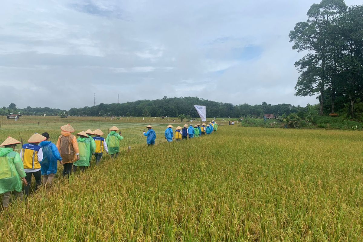 Kegiatan "Collaboration Camp Millennial" BUMN panen padi di Muara Enim