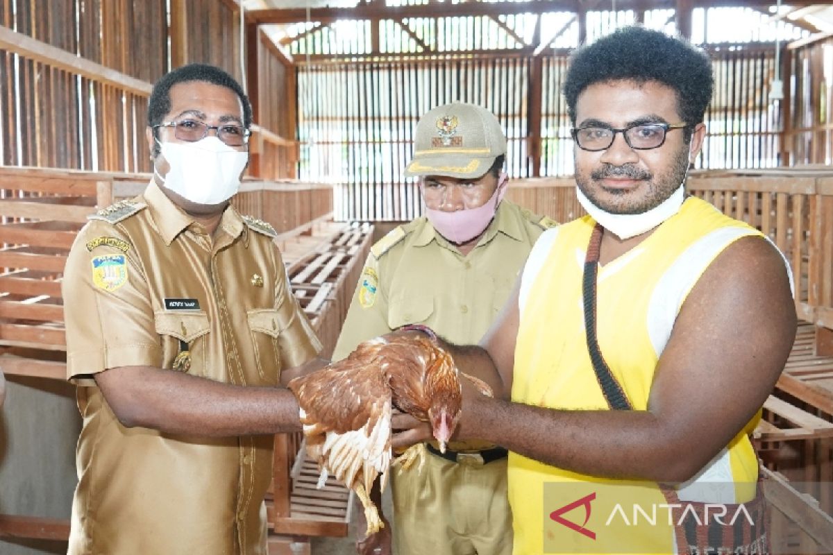 Koperasi Biak diminta pasok kebutuhan pakan ternak ayam