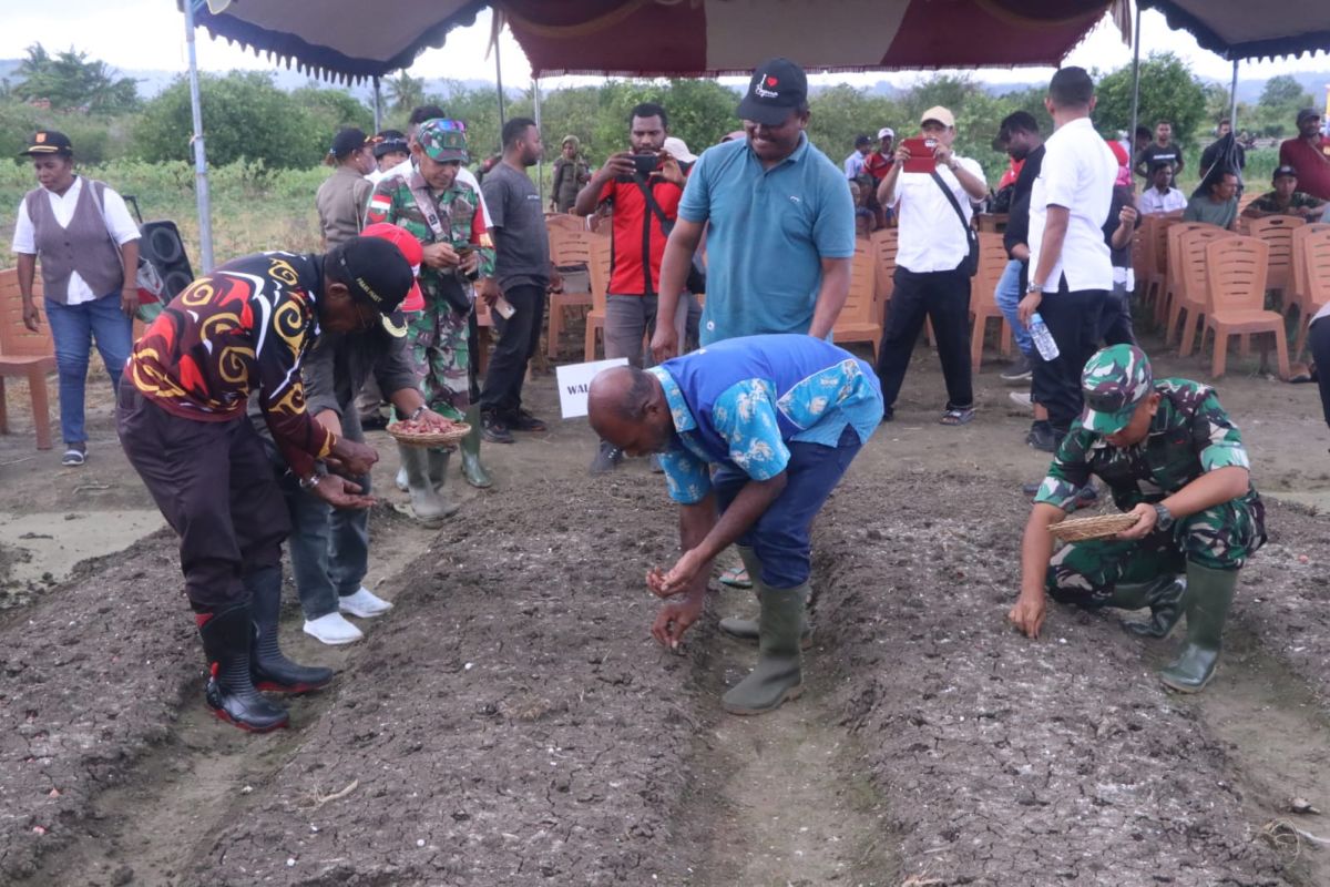 Pemkot Jayapura tanam bawang lahan 10 hektare kendalikan inflasi