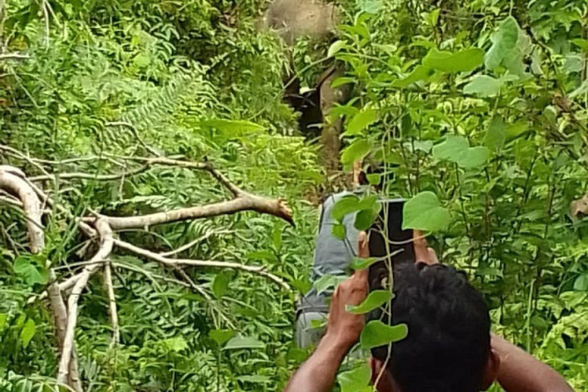 Gajah liar masuk pemukiman warga