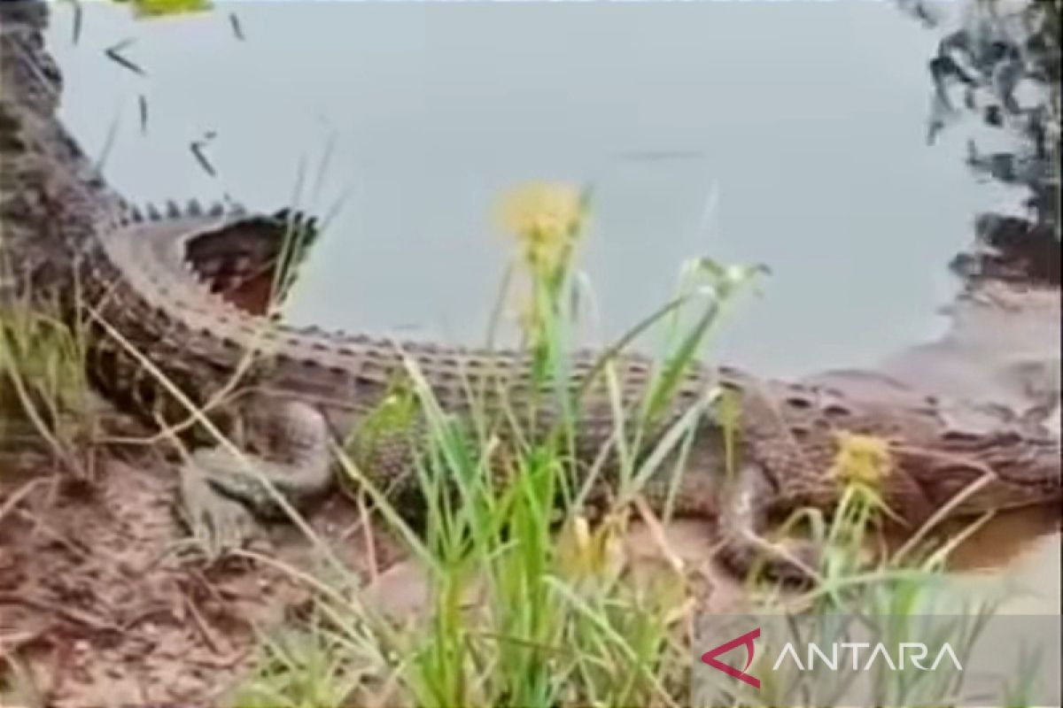 Buaya muncul dekat sekolah, BKSDA imbau masyarakat lebih waspada