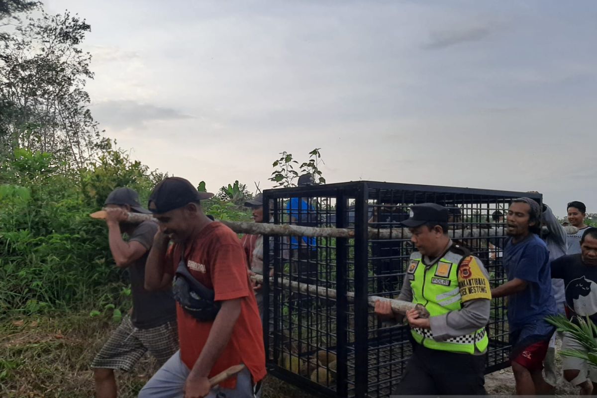 Polisi dan BKSDA pasang perangkap beruang yang serang warga Muaro Jambi