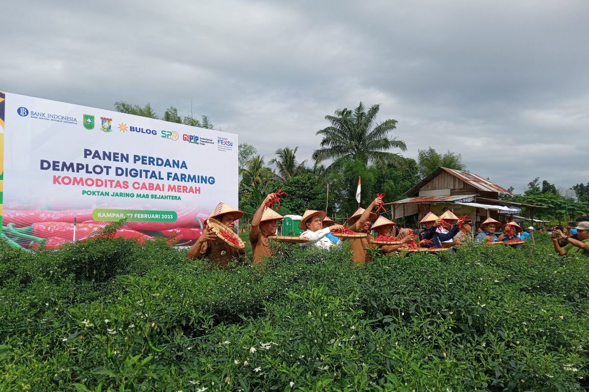 Tingkatkan kan produksi, BI berdayakan petani cabai Kampar lewat Demplot Digital Farming