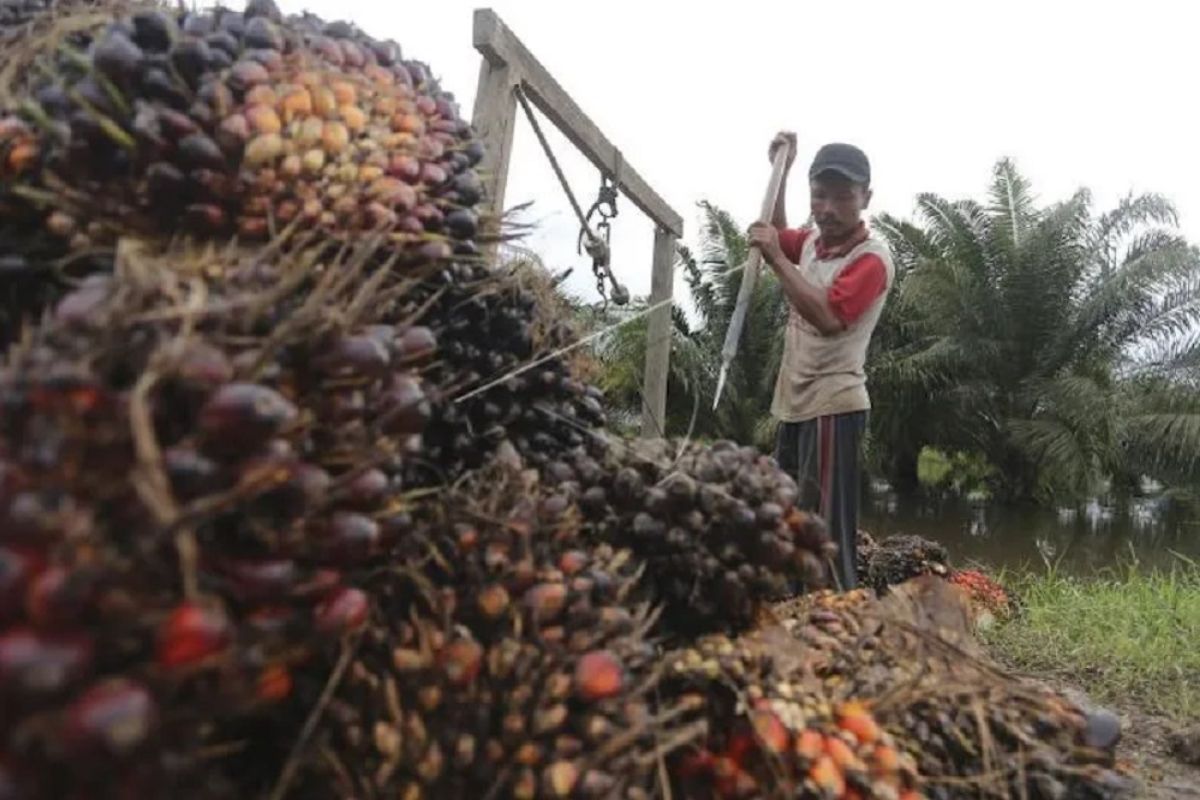 Program PSR Sumsel berdampak positif bagi para petani