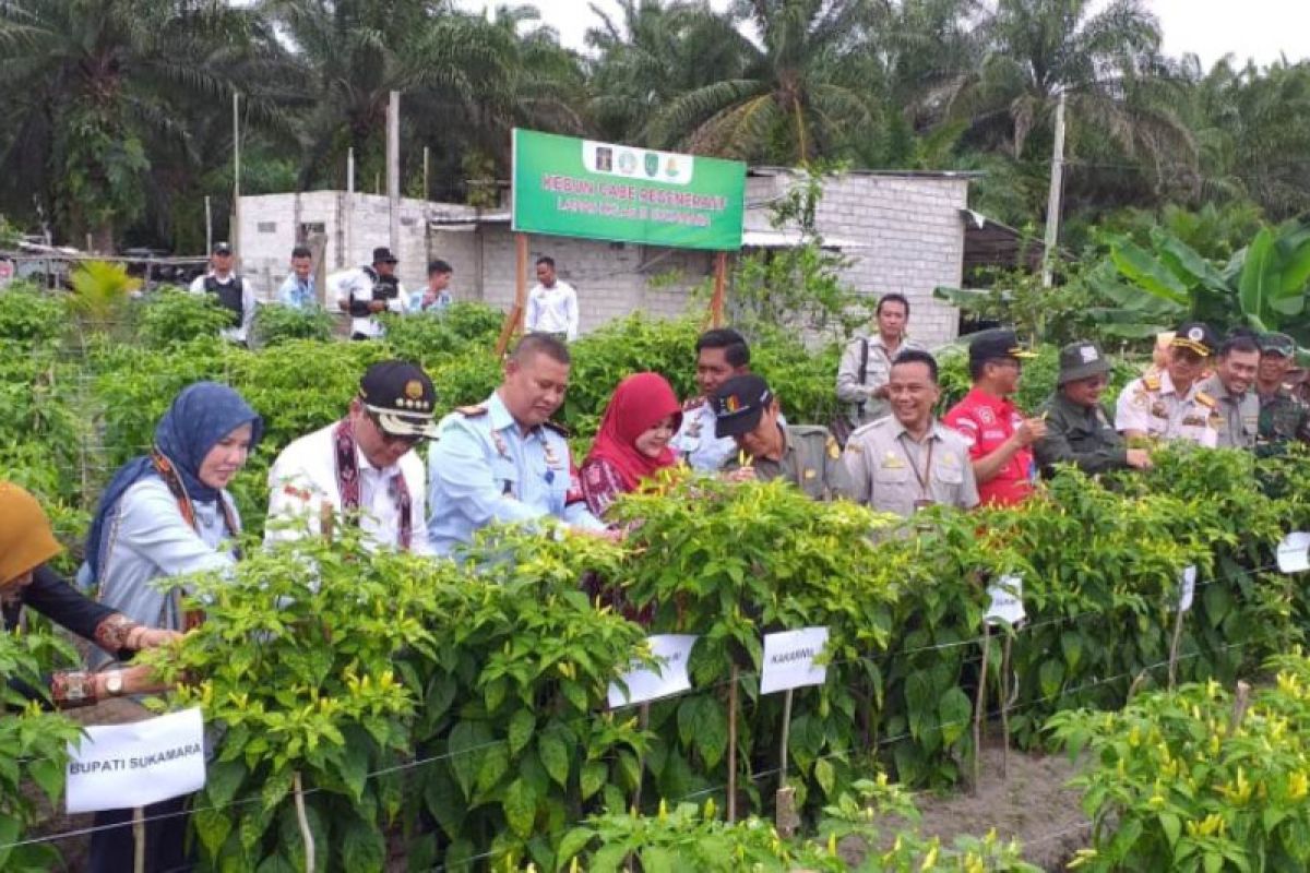 Wamentan ikut panen perdana cabai di kebun milik Lapas Sukamara