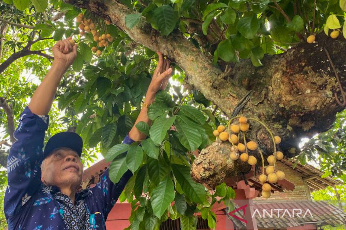 Mengenal lebih jauh duku manis dari Kampung Nitikan Yogyakarta