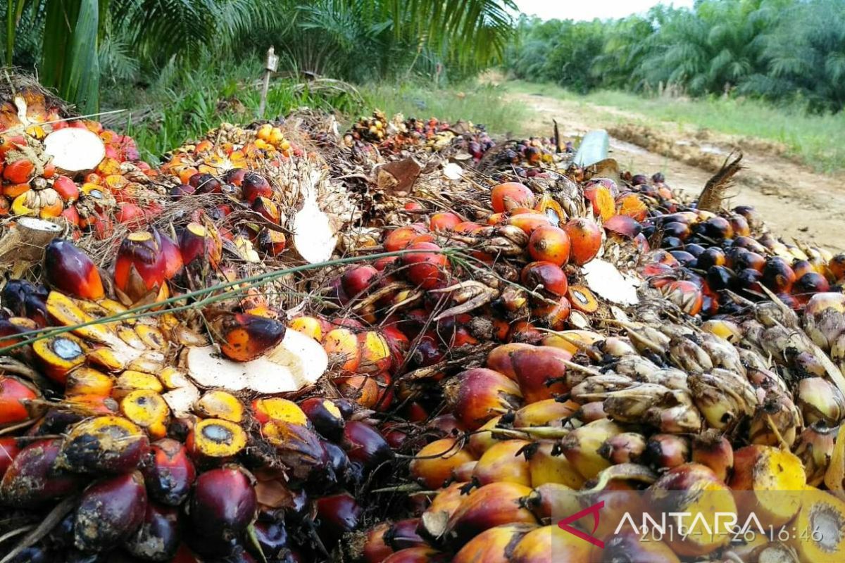 Harga terbaru cpo di Jambi, naik Rp257 per Kg