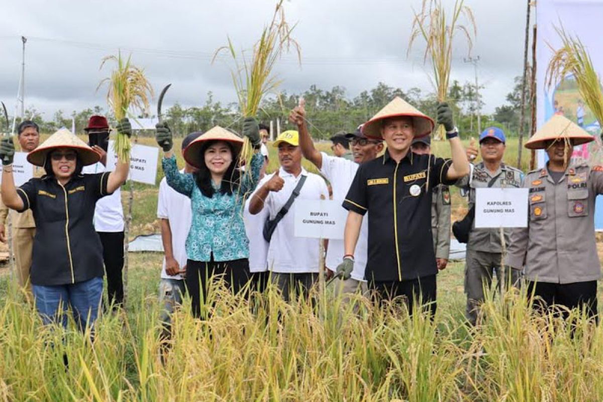 Panen perdana padi MSP-08 jadi awal pelaksanaan integrated farming di Gumas