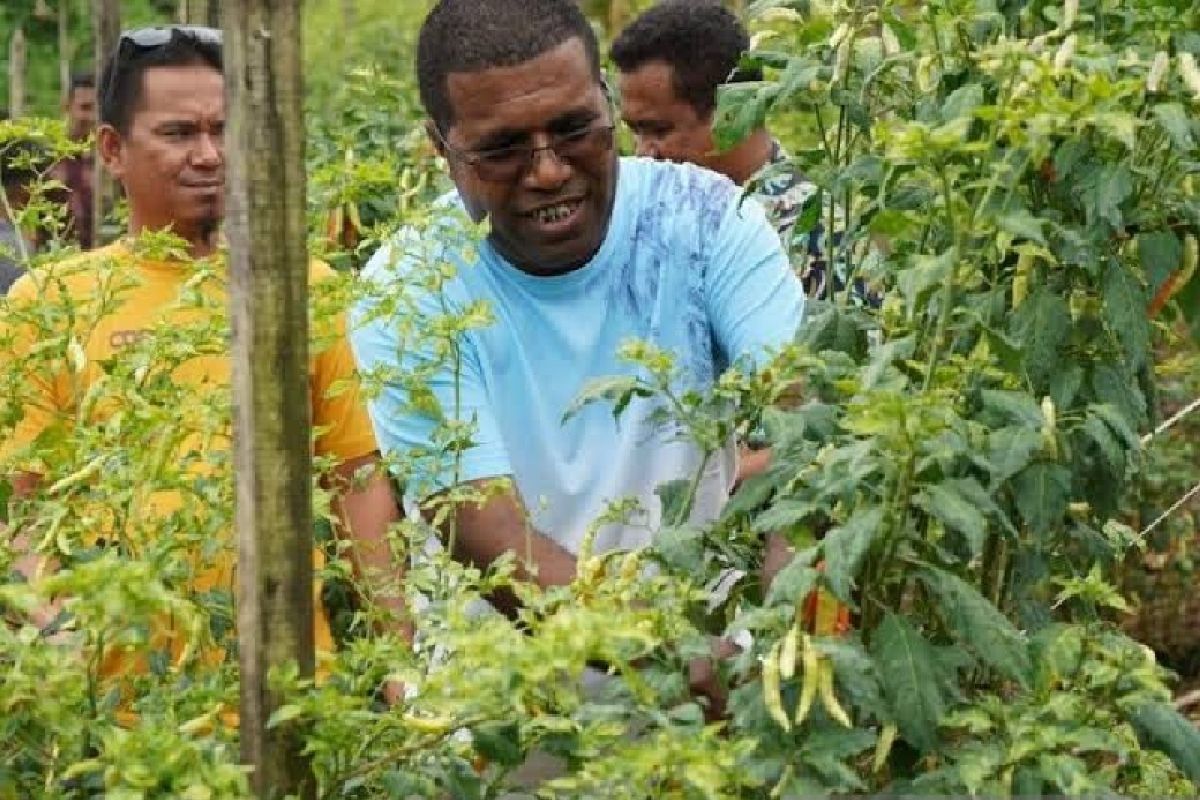 Pemkab Biak Numfor galakkan menanam pangan lokal cegah kenaikan harga