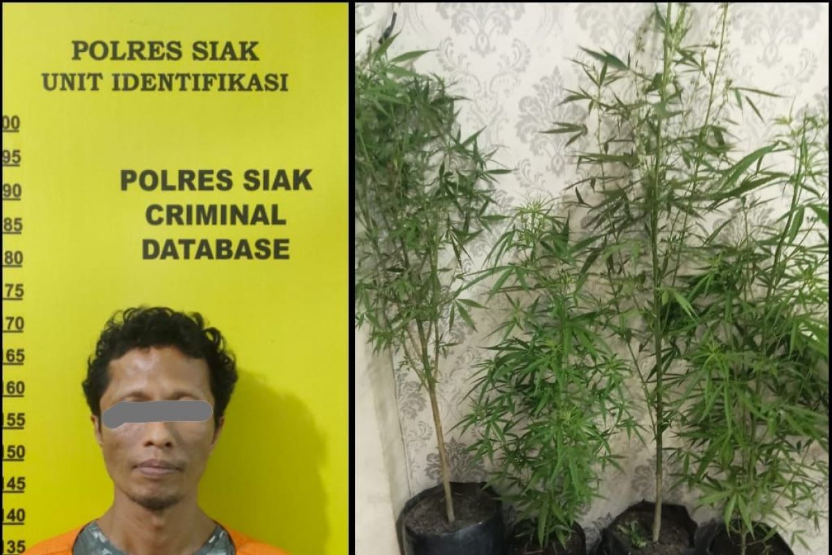 Polres Siak tangkap pria simpan empat batang tanaman ganja