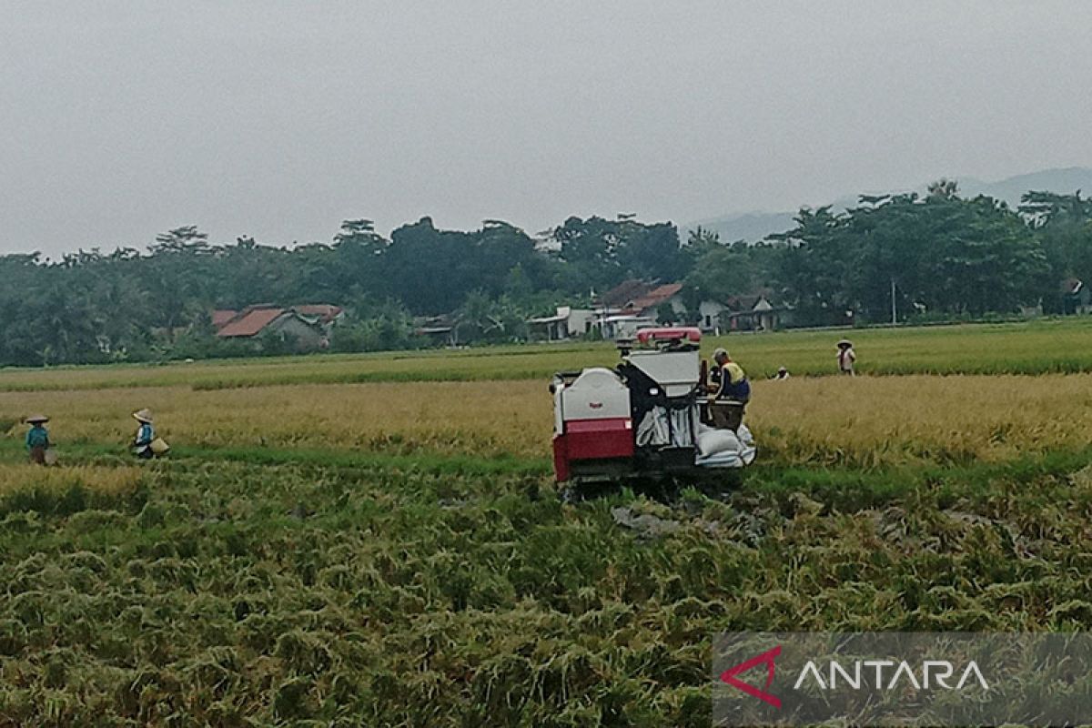 Bulog Banyumas lakukan persiapan pengadaan cadangan beras  pemerintah