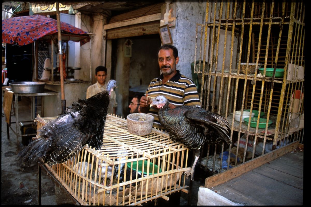 flu burung ke manusia jarang terjadi namun tetap berisiko