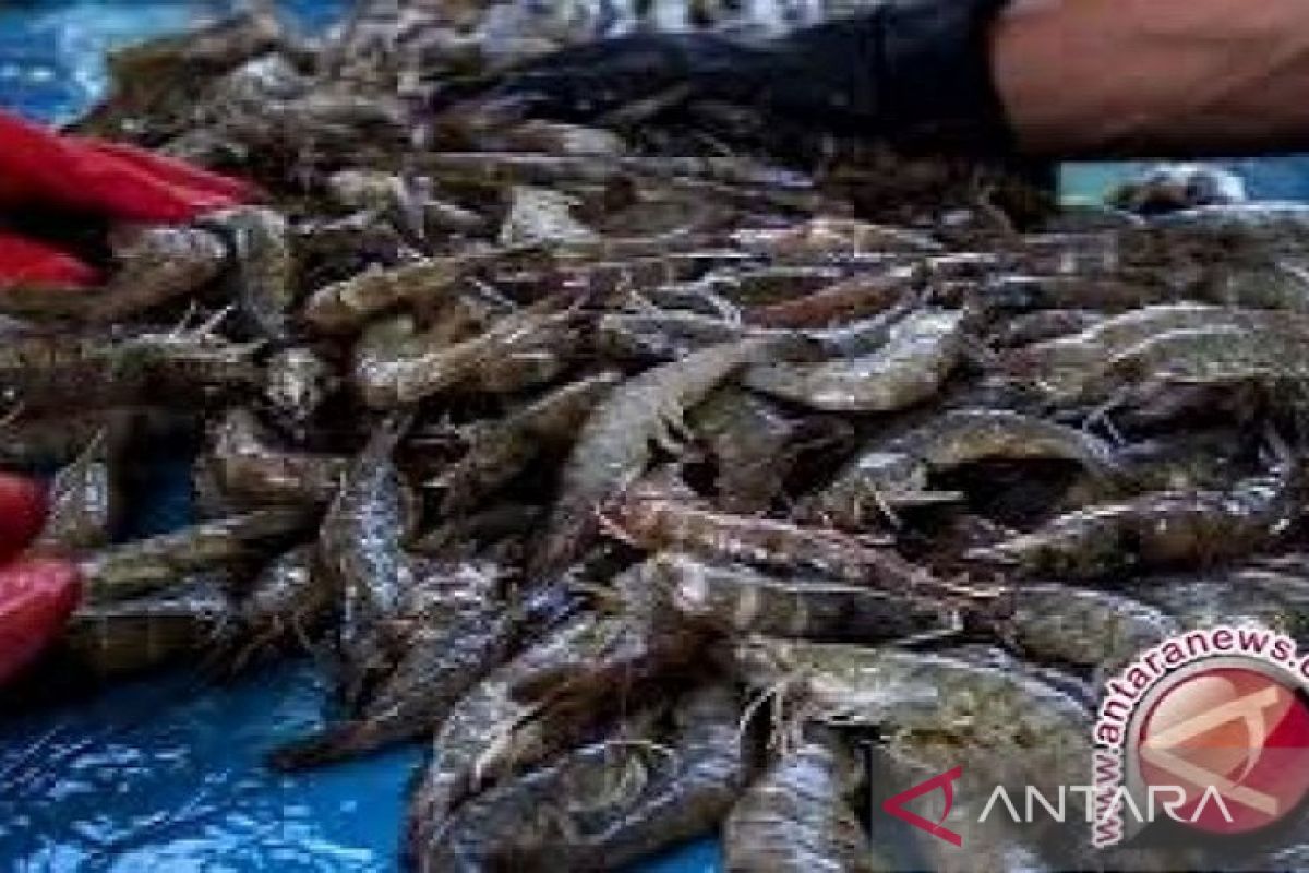 Dinas Perikanan Kota Baubau budidaya udang vaname sebagi proyek percontohan