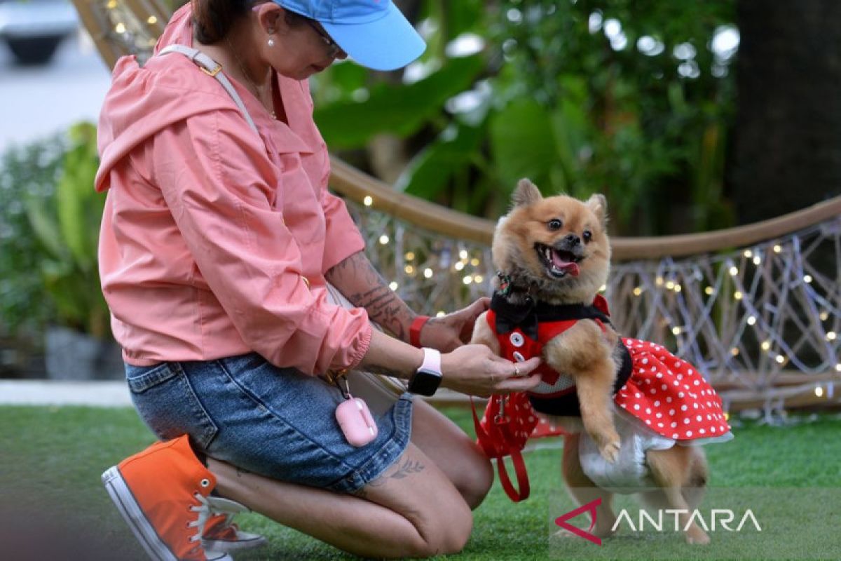 Delapan ras anjing yang memiliki rentang hidup panjang