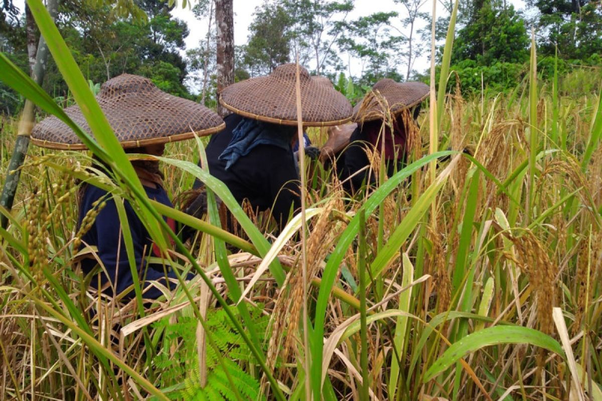 Kegembiraan warga Badui kala panen padi huma