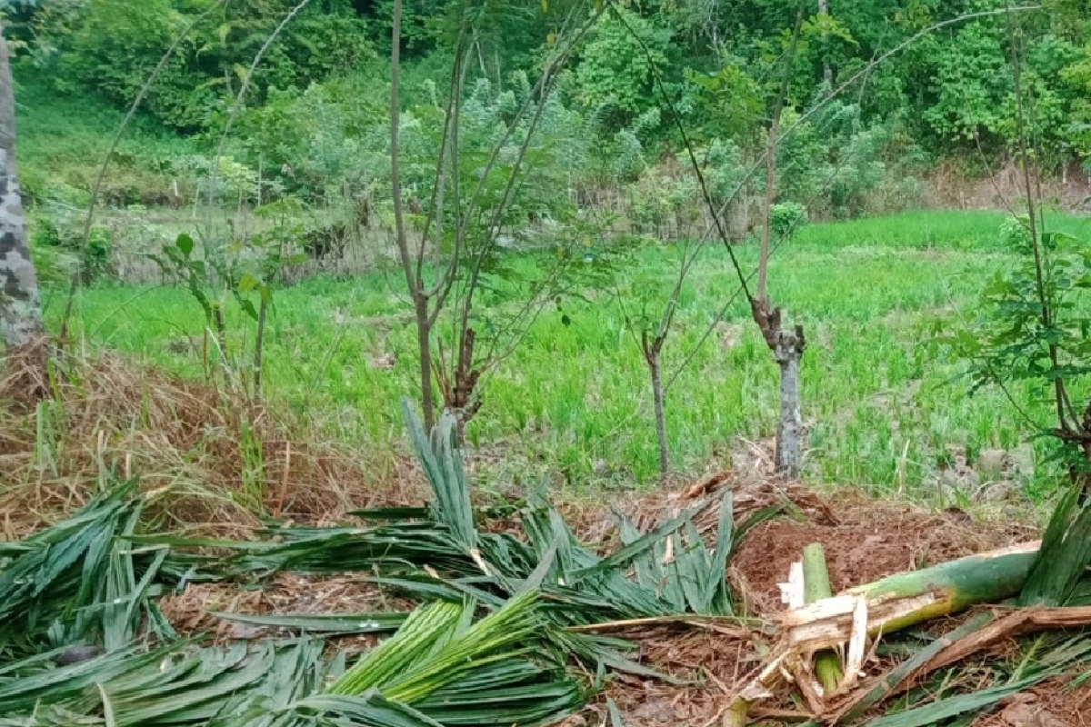 Gajah liar kembali rusak tanaman pinang di Aceh Jaya