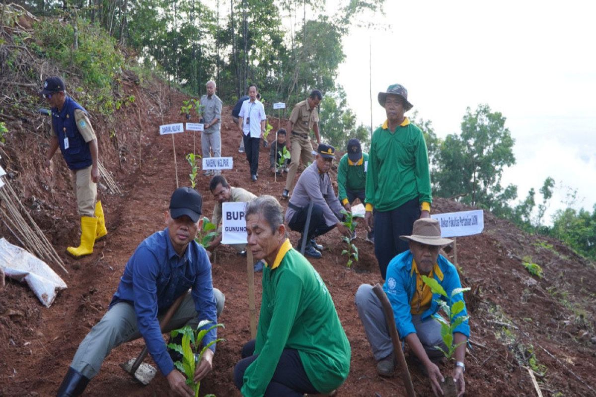 Pemkab Gunungkidul mengembangkan perkebunan kopi di bawah Embung Sriten