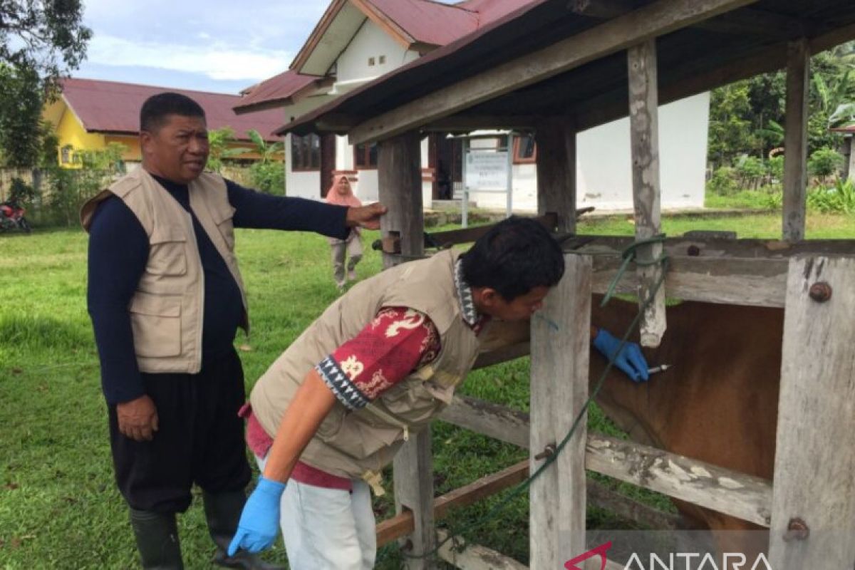 Dinas PKP Luwu Timur lakukan vaksinasi jembrana bagi ternak sapi