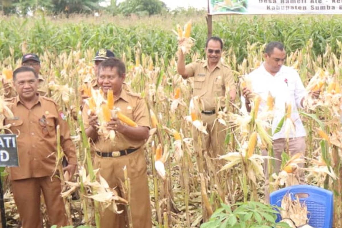 Distan: Luas tanam jagung Program TJPS di SBD 41.245 ha