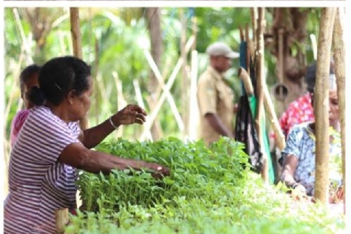 Pemkab Biak galakkan tanam cabai bersama kelompok wanita tani Biak Utara