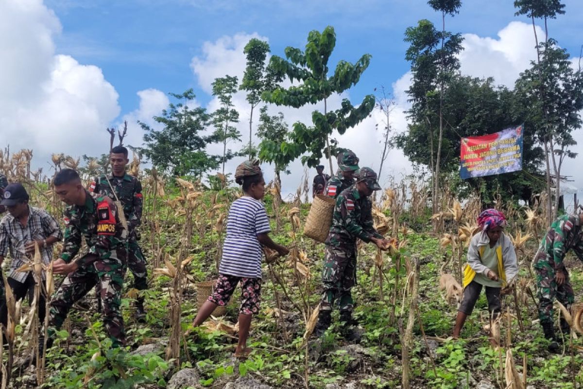 Satgas Pamtas RI-RDTL bersama warga perbatasan panen jagung