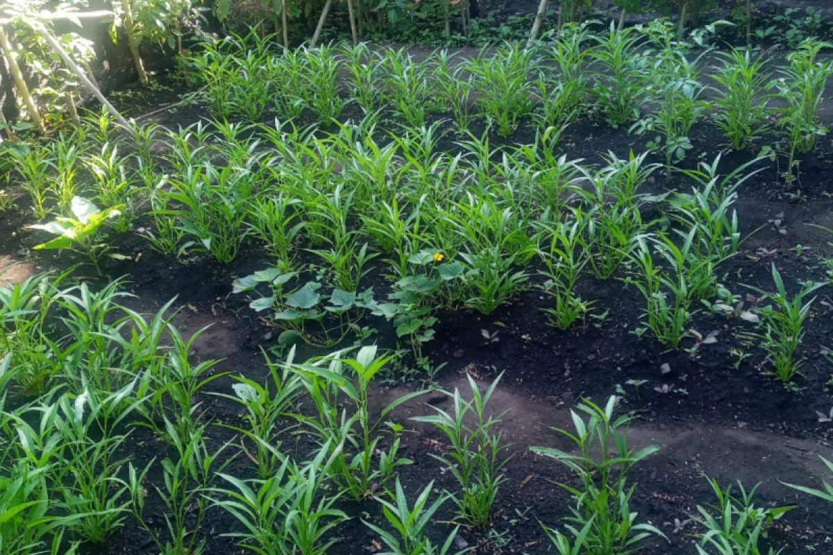 Desa di Flores Timur tanam sayur di halaman untuk ketahanan pangan