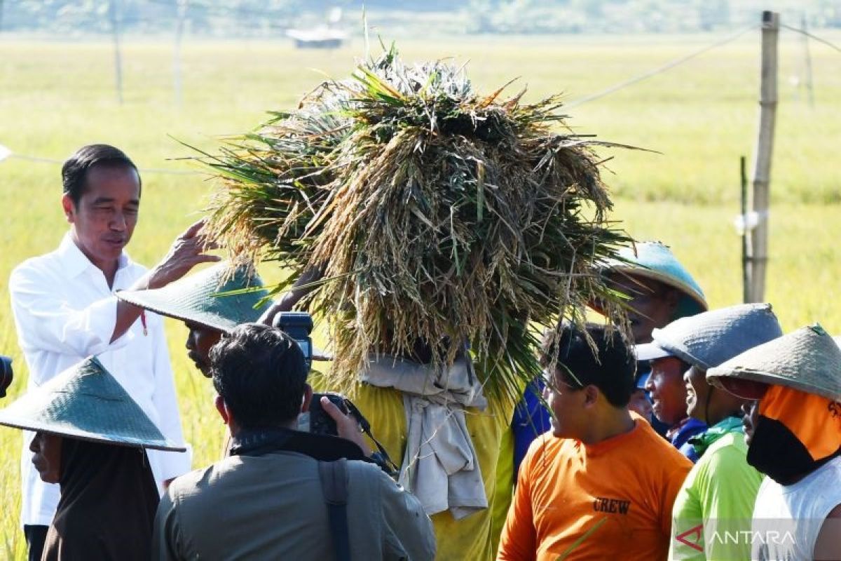 Telaah - Panen raya, impor, dan harga beras wajar