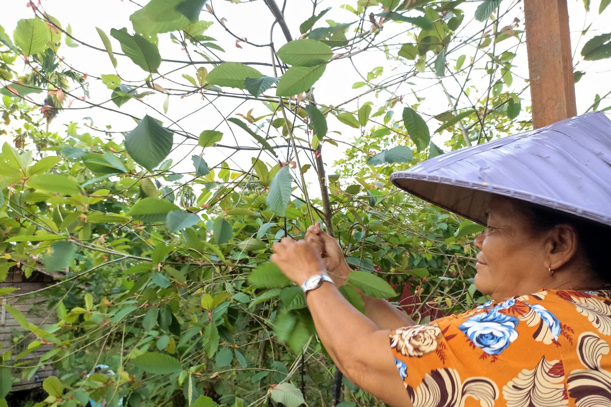 Belum diatur UU, Mendag dukung daun kratom jadi komoditas ekspor