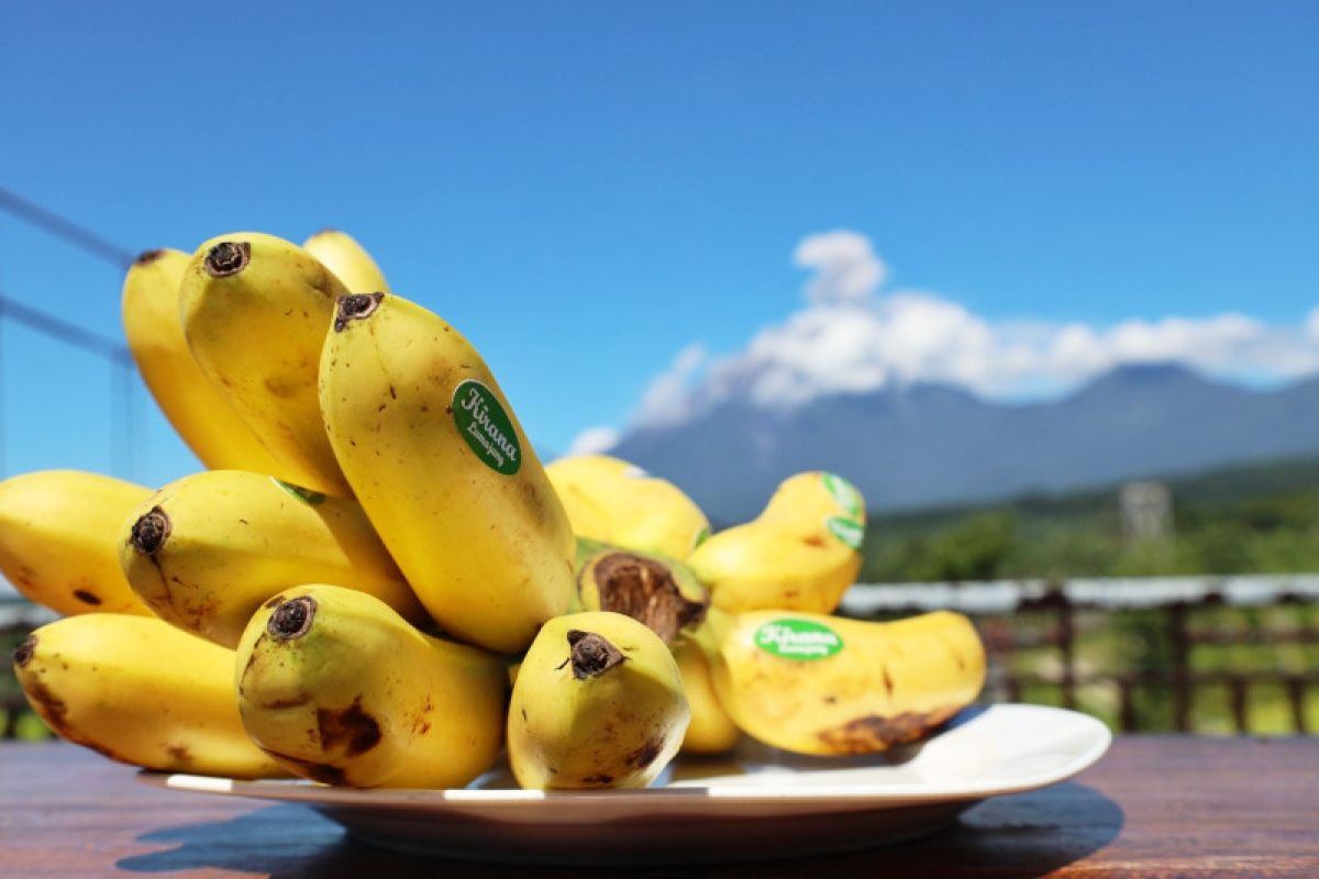 Wow Pisang mas Kirana Lumajang sudah bersertifikat internasional