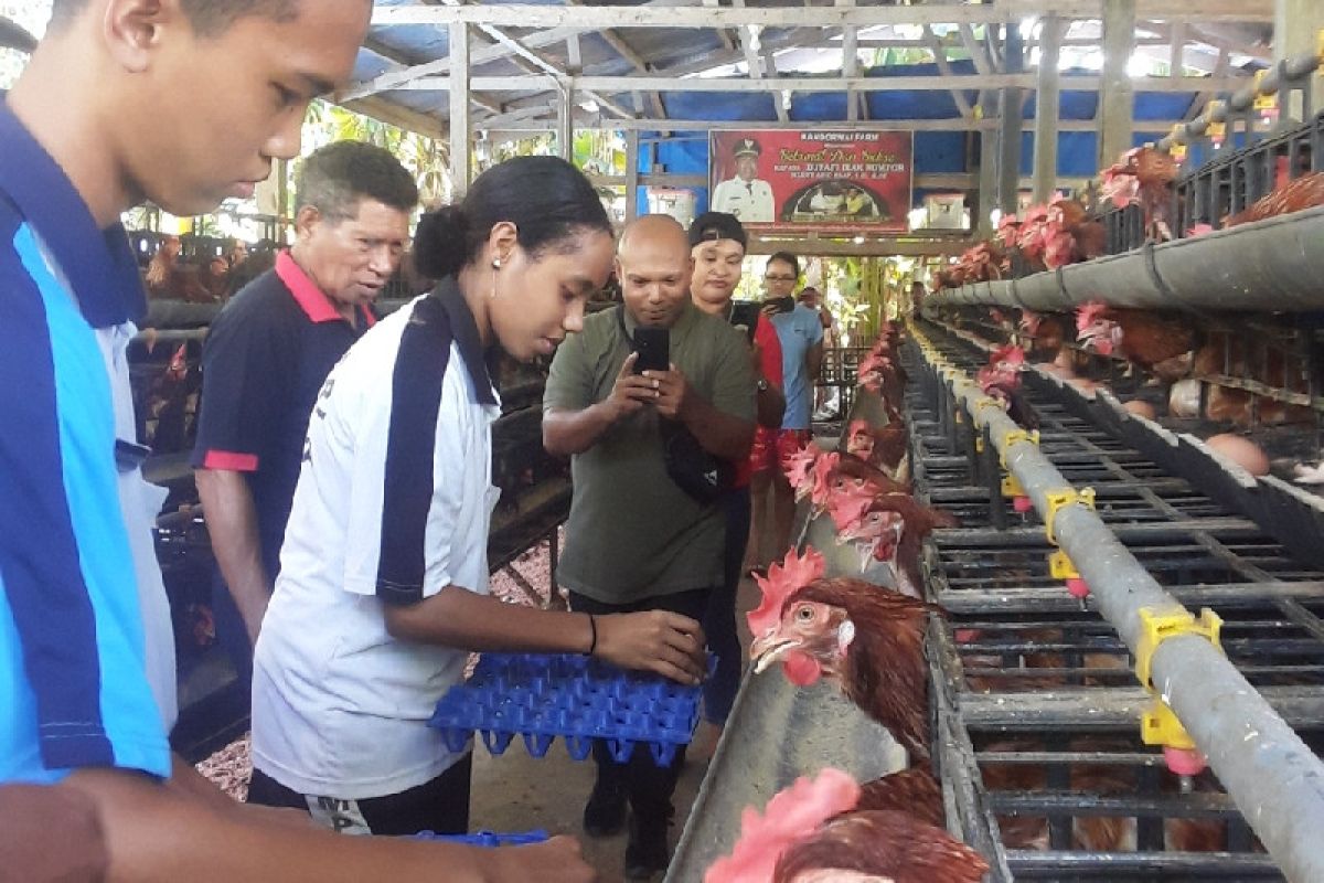 Pengiriman telur ayam dari Biak keluar daerah menghasilkan Rp5 miliar