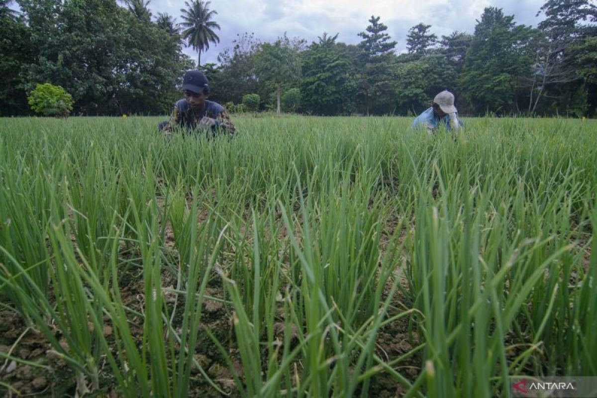 BRIN tengah kembangkan teknologi budi daya bawang merah