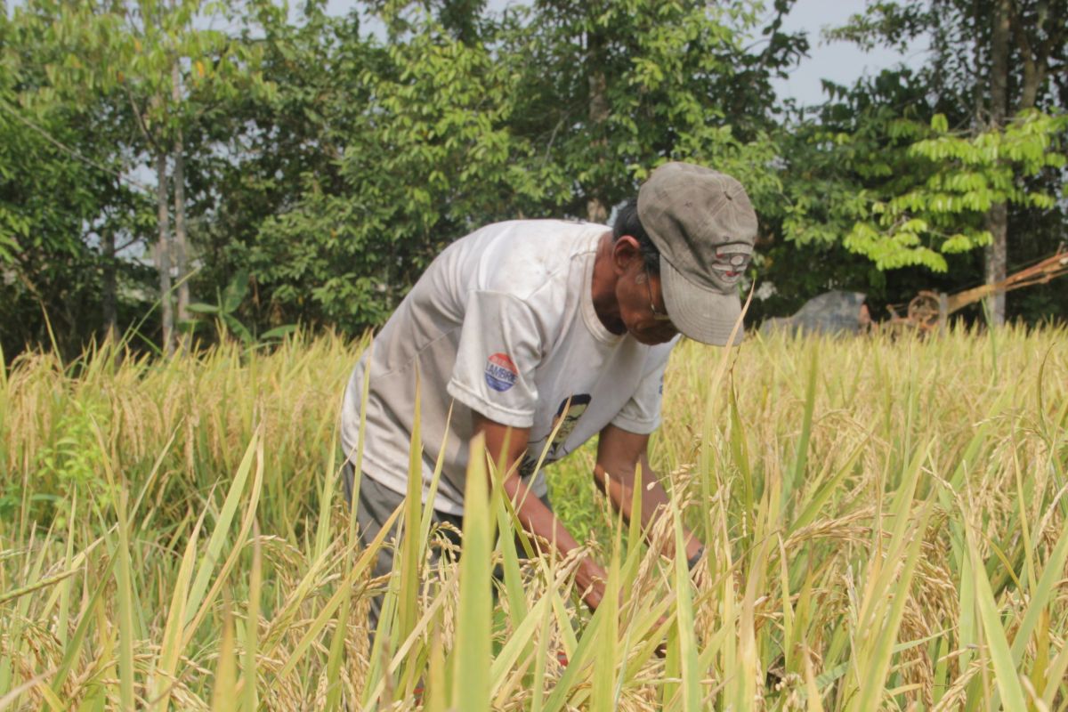 BPS Kaltara: Produksi beras Januari-April berpotensi capai 7.883 ton