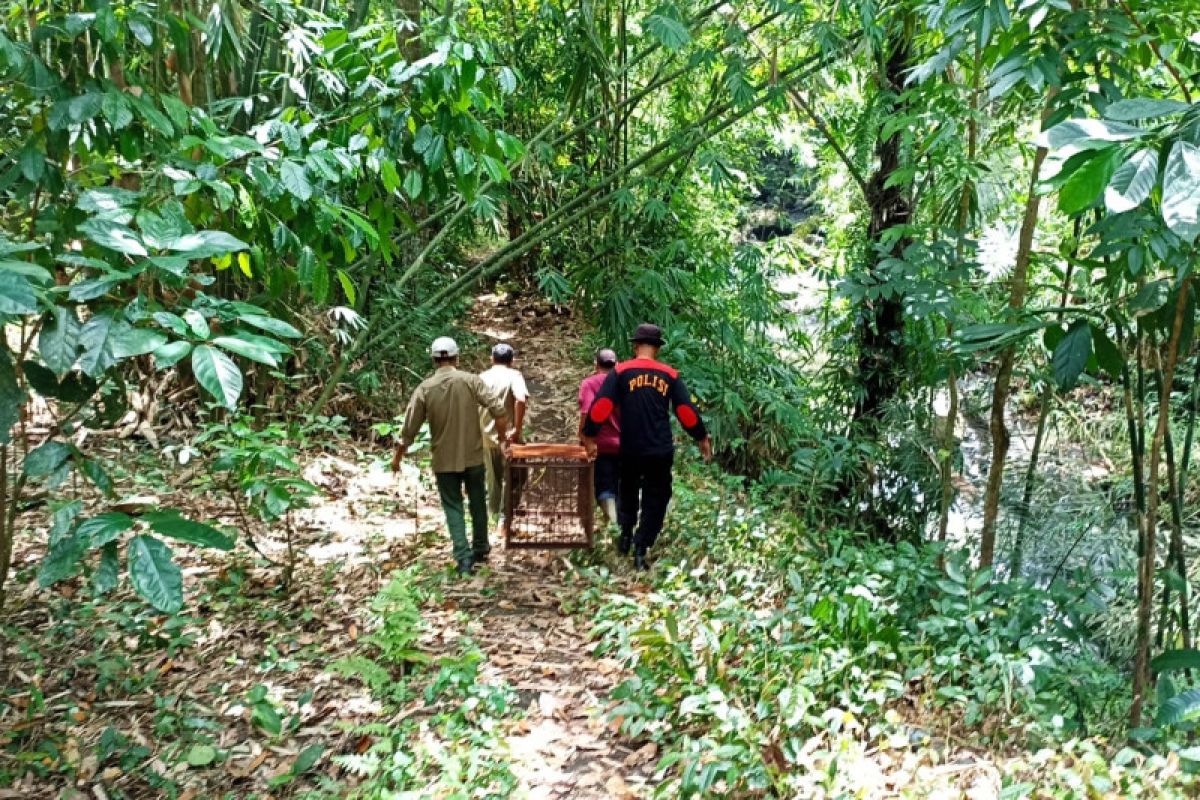 Monyet liar di Lombok Timur gigit warga, petugas pasang jebakan