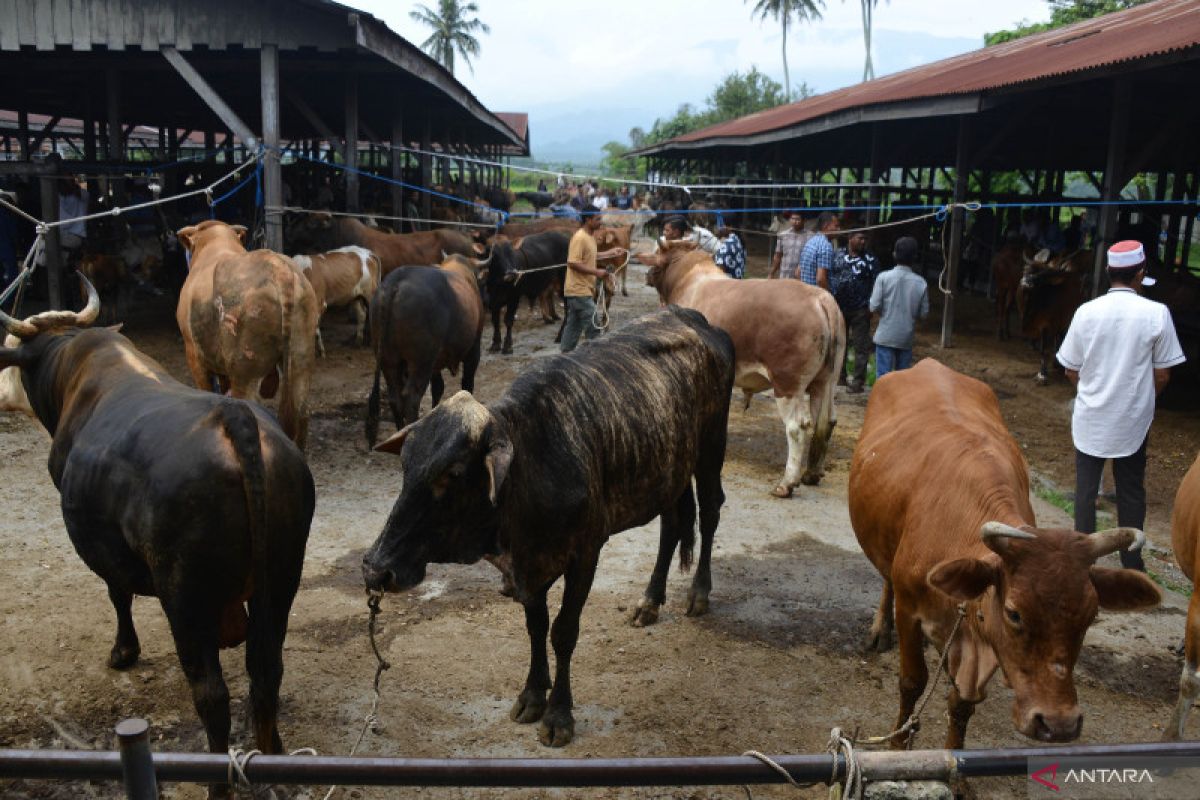 Ratusan kerbau di area Bandara Lombok segera ditertibkan