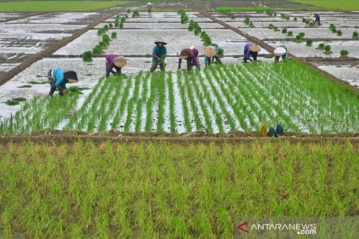 Pakar UGM: Pengembangan genetik baru mendukung produksi pangan nasional