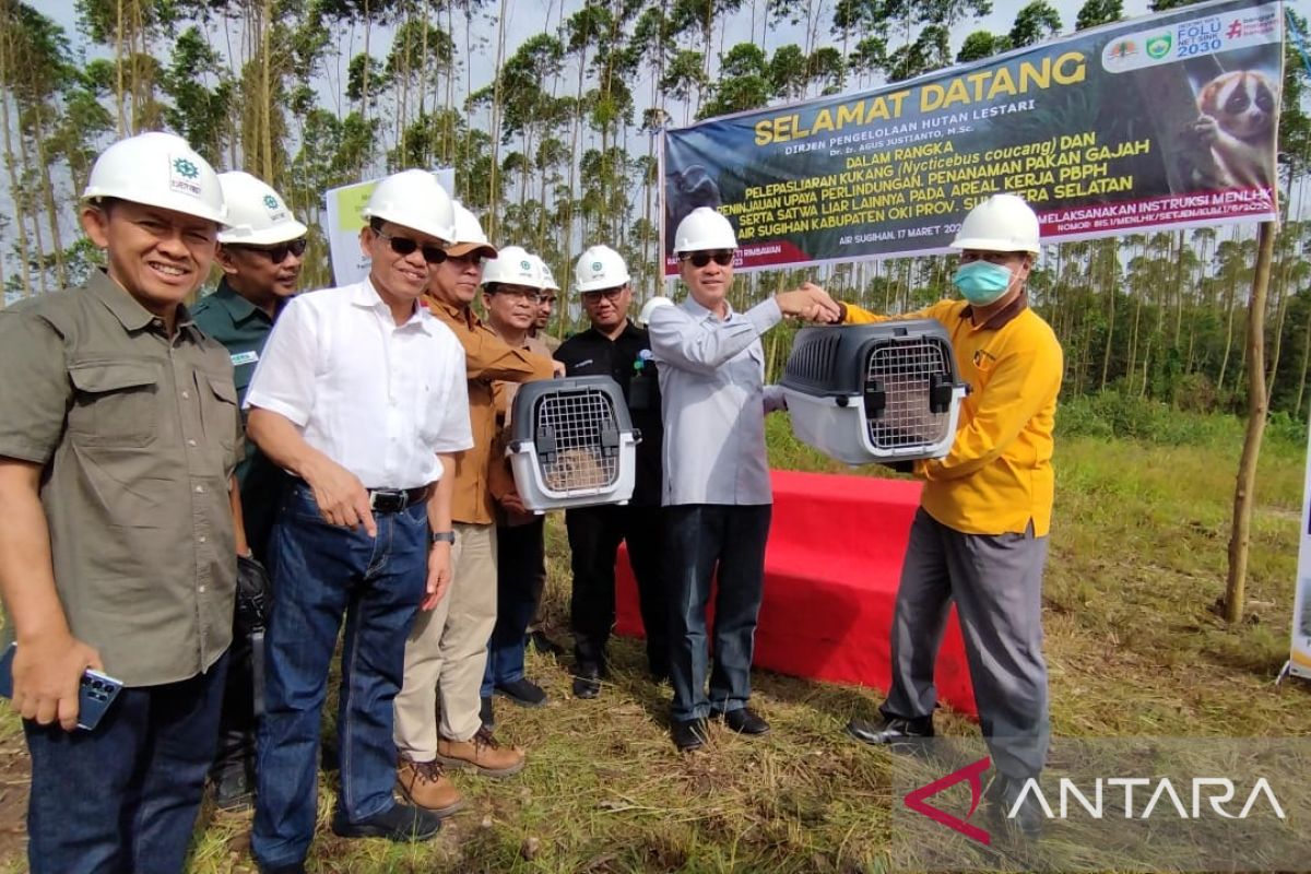 Dua kukang jadi penghuni hutan Ogan Komering Ilir