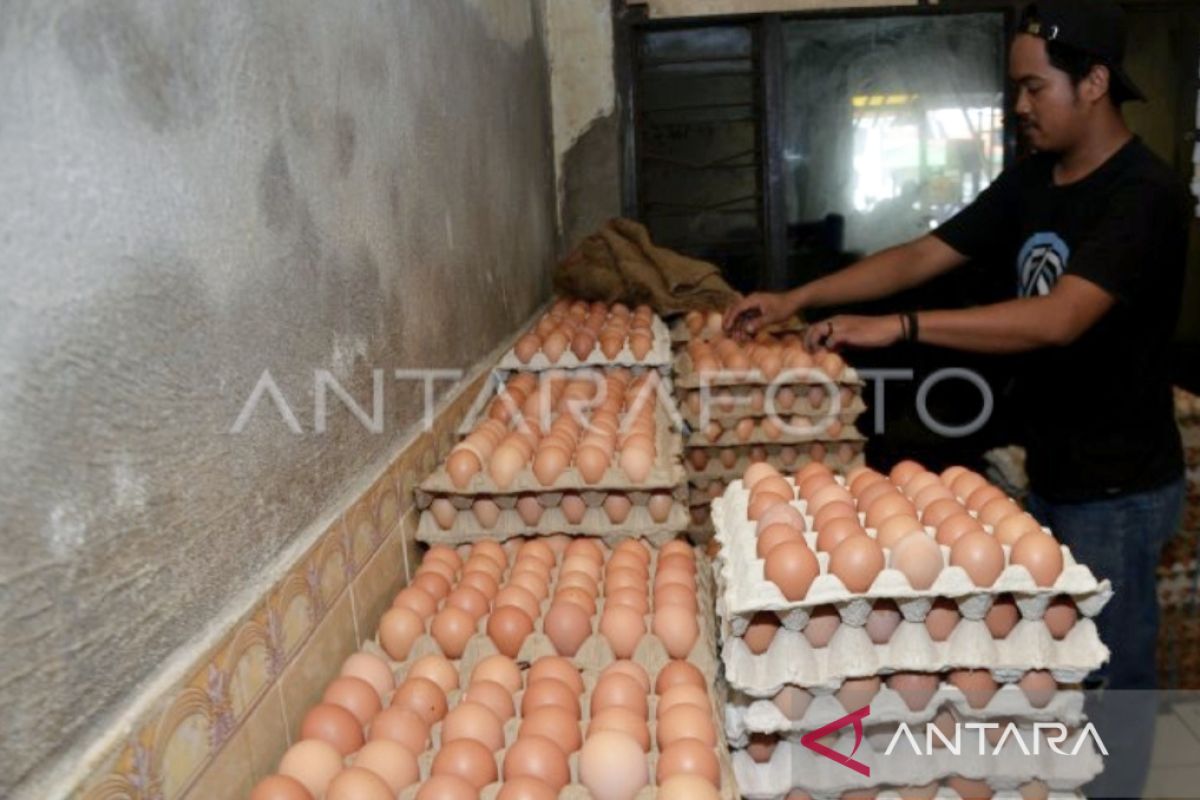 Jelang Ramadhan harga telur dan ayam di Makassar merangkak naik